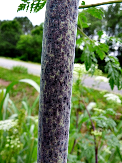 {Conium maculatum}